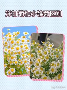 小雏菊是向日葵吗_春天的纯洁与希望象征