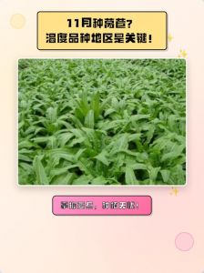 11月能种莴笋吗_莴笋四季种植技巧，分季节管理看这篇！