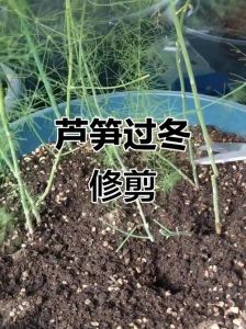 芦笋过冬要苗割掉吗_芦笋耐寒冬季施肥管理