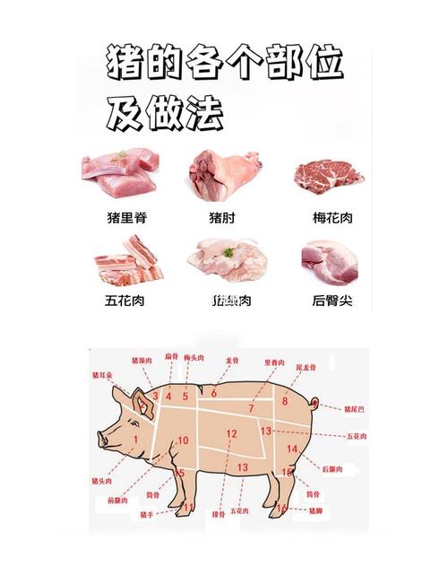 猪二刀肉正确位置图_肥瘦相间，回锅肉理想之选