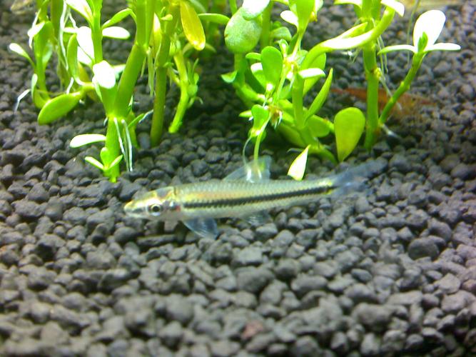 一线飞狐是冷水鱼吗_一线飞狐食藻鱼，性情温和除藻强