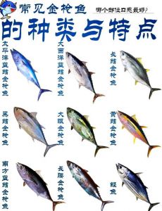 鲔鱼和金枪鱼是一种吗_鲔鱼金枪鱼是一种鱼，营养价值高，肉质鲜美