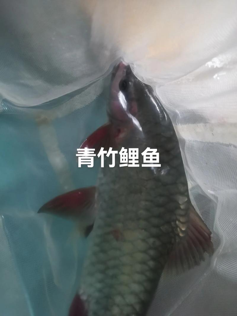 青竹鲤和鲤鱼有什么区别_外形习性口感大不同
