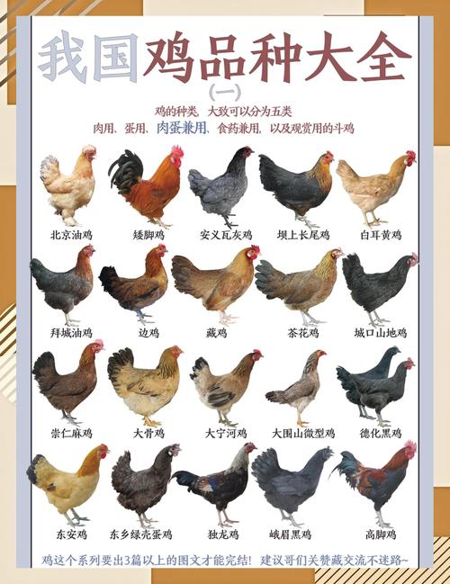 子鸡和仔鸡有什么区别_子鸡仔鸡有啥区别? 子鸡和仔鸡有什么区别_子鸡仔鸡有啥区别?