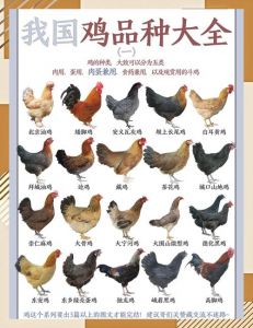 子鸡和仔鸡有什么区别_子鸡仔鸡有啥区别？