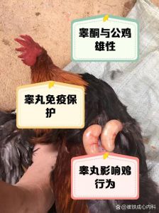 给鸡包屎的部位是什么_鸡胗做法多，内金能消食