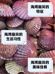 扇贝和贝柱有什么区别_鲜扇贝柱，美味多汁，清蒸烧烤皆宜！