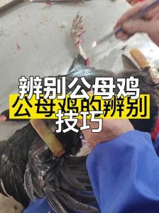 杀好的鸡怎么区分公母_看鸡冠鸡坠子，肉质味觉更分明！