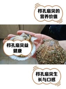 带子和扇贝的区别_带子扇贝营养口感大不同