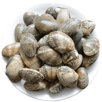 文蛤是花甲吗_文蛤与花甲别混淆,各有特色 文蛤是花甲吗_文蛤与花甲别混淆,各有特色