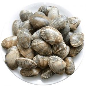 文蛤是花甲吗_文蛤与花甲别混淆，各有特色