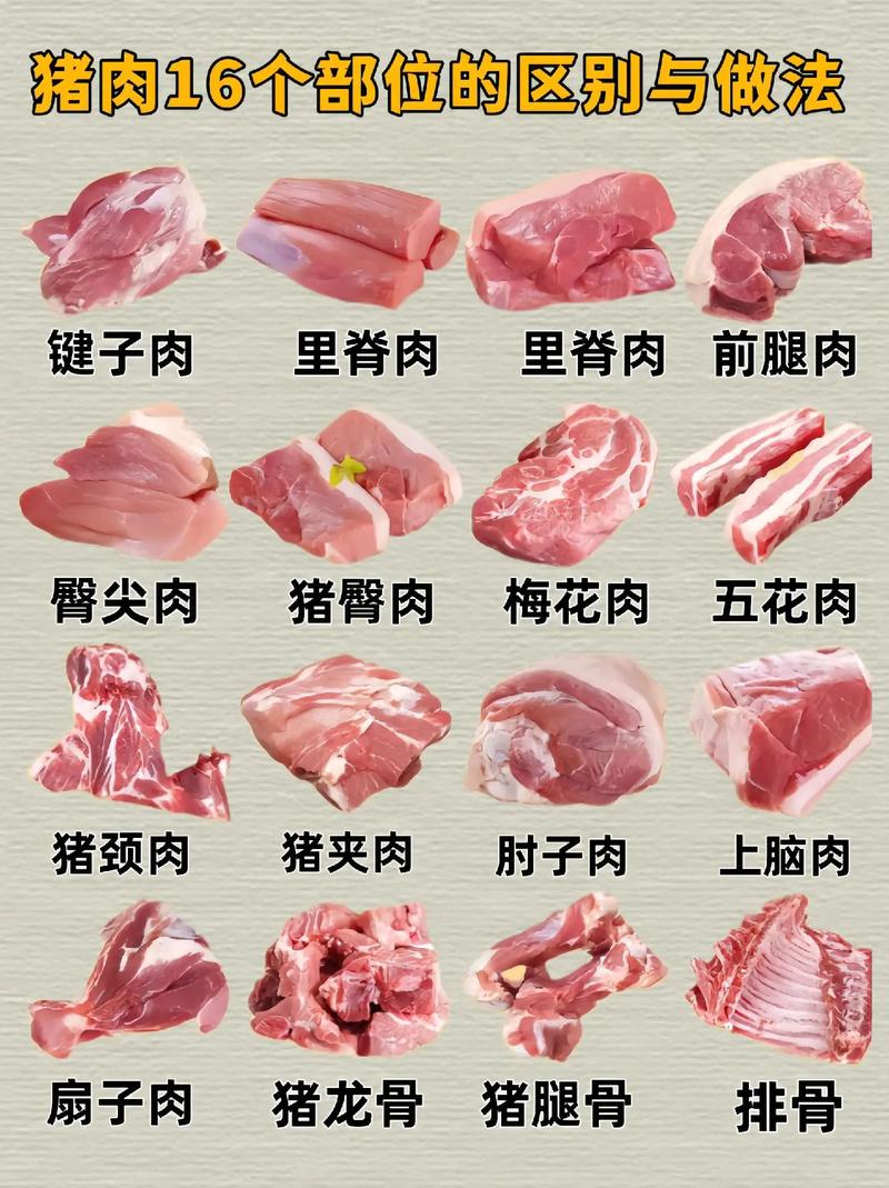 猪二刀肉正确位置图_肥瘦相间，回锅肉理想之选