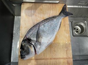 金鲷是海鱼吗_海鱼养殖与营养