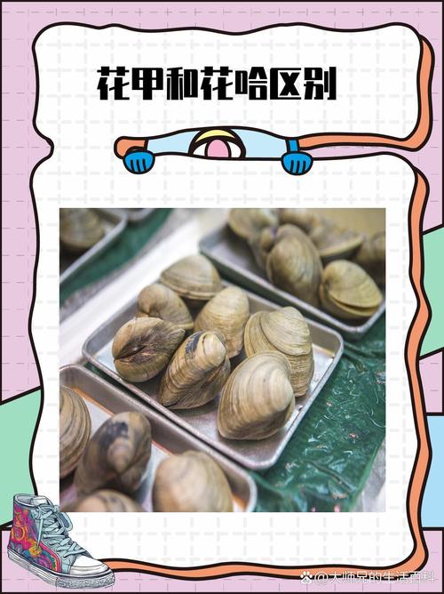 花甲和蛤蜊是一个东西吗_花甲蛤蜊文蛤怎么分辨? 花甲和蛤蜊是一个东西吗_花甲蛤蜊文蛤怎么分辨?