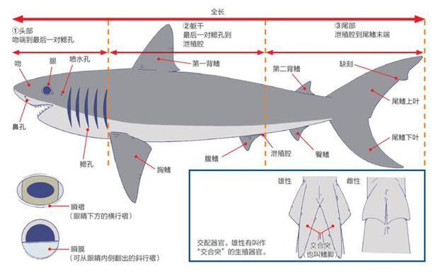 母鲨鱼生殖部位图示_鲨鱼雄性奇特生殖器官进化解析 母鲨鱼生殖部位图示_鲨鱼雄性奇特生殖器官进化解析