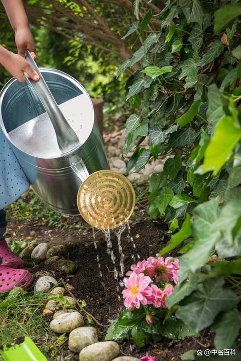 醋稀释后可以浇花吗_杜鹃喜酸好帮手,稀释使用需小心 醋稀释后可以浇花吗_杜鹃喜酸好帮手,稀释使用需小心