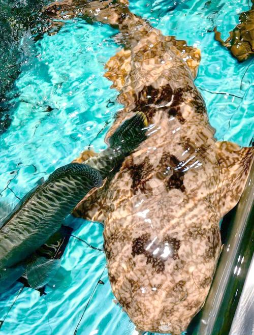 母鲨鱼生殖部位图示_鲨鱼雄性奇特生殖器官进化解析 母鲨鱼生殖部位图示_鲨鱼雄性奇特生殖器官进化解析