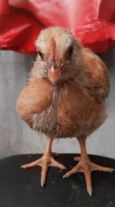 没抱出的小鸡叫什么_未孵化鸡蛋的奇特美食