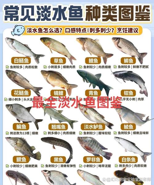 鲢鱼与鳙鱼区别图片_鲢鱼和鳙鱼有什么区别？