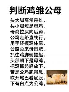 半生鸡和公鸡怎么区分_看冠行为肉质轻松区分