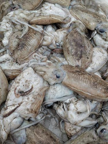 墨鱼的别名叫乌贼吗_乌贼墨鱼怎么分？