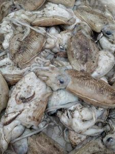 墨鱼的别名叫乌贼吗_乌贼墨鱼怎么分？