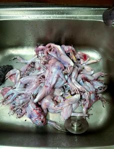 吃牛蛙有寄生虫吗_牛蛙有寄生虫 食用需谨慎