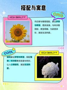 菊花和向日葵一个品种吗_同名不同花，各有特色