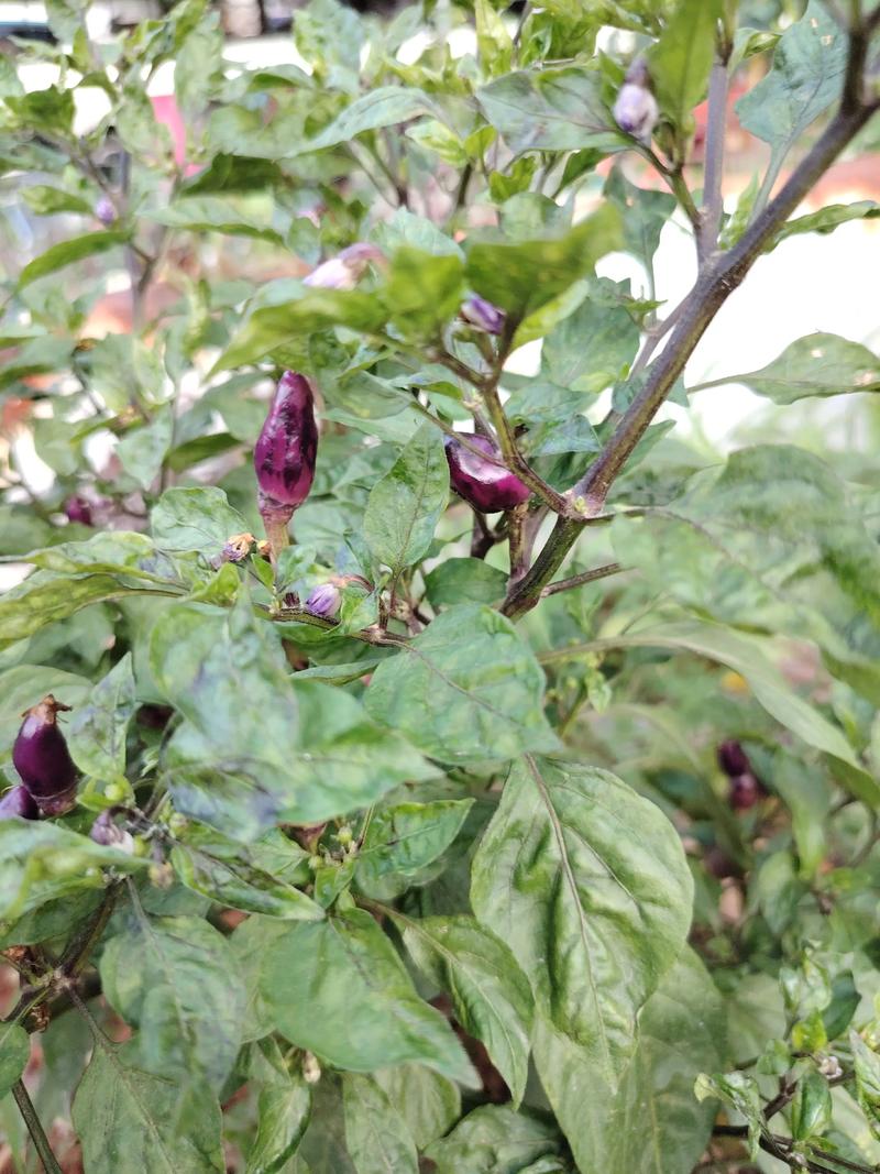 青椒不去种子会辣吗_拍打青椒去籽减半辣，去筋更佳