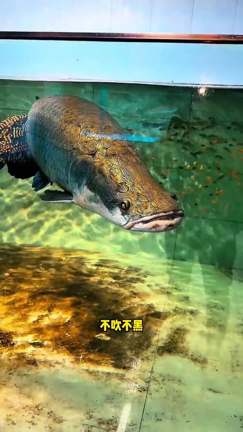 巨骨舌鱼吃鱼饲料吗_巨骨舌鱼凶猛大,需活食营养,大缸强滤养 巨骨舌鱼吃鱼饲料吗_巨骨舌鱼凶猛大,需活食营养,大缸强滤养