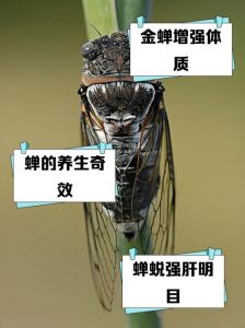 蝉吸食树的汁液是什么种间关系_蝉食树汁非寄生，羊啃叶为捕食，生态关系多样复杂