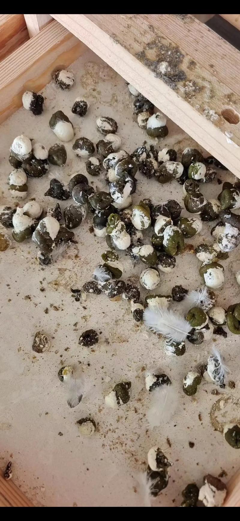 鸸鹋雏鸟粪便照片图解_肉油皮蛋价值高，成特色产业