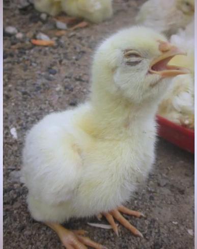 鸡看见什么东西最害怕_鸡天生胆小怕啥？