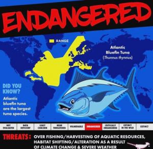 吞拿鱼和金枪鱼是一种吗_名称与选择