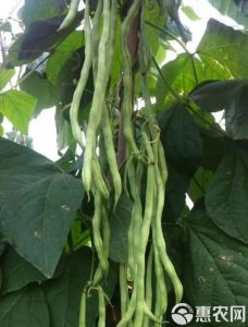 架豆王煮几分钟能熟_炖煮15-20分钟，快炒5-8分，炸3-5分，熟透关键！