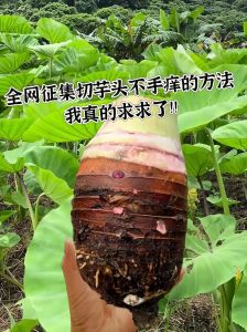 削芋头手痒怎么办_芋头削伤痒怎么办？