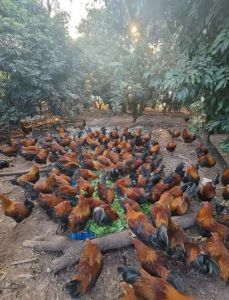 养鸡场的鸡买回家养能养活吗_农村养鸡小鸡存活小技巧