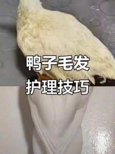 鸭子的细毛怎么处理干净_传统热水蜡，现代吹风蒸汽脱毛