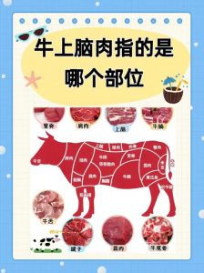 牛蒡肉是牛的什么部位_牛杂里的牛蒡是牛胰脏，营养高！