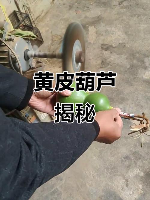 干葫芦都黄了怎么去皮图解_晒脆温水泡，竹片轻刮黄葫芦，小苏打去酸，核桃油保养亮