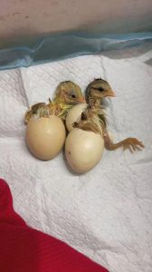 未破壳的小鸡叫什么_未破壳小鸡的营养与风险