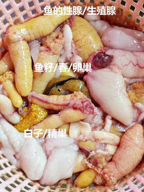 鱼精是鱼的哪个部位_网红食材与珍贵装饰品