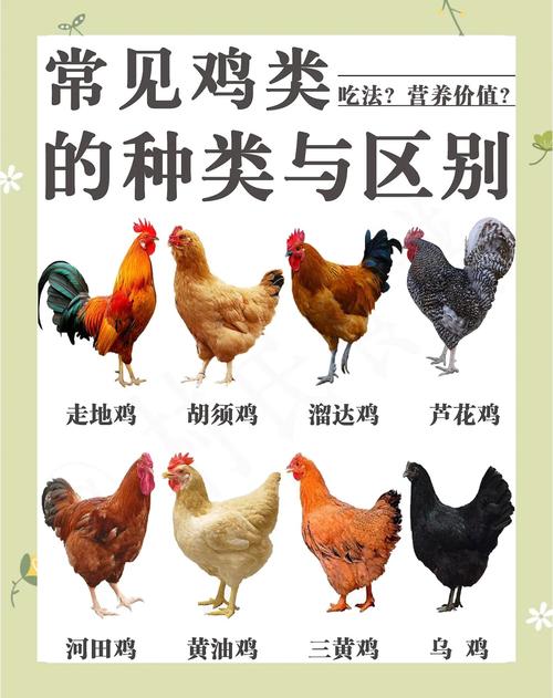 小公鸡和老公鸡吃起来的区别_公鸡嫩滑炖汤,老鸡紧实快炒 小公鸡和老公鸡吃起来的区别_公鸡嫩滑炖汤,老鸡紧实快炒