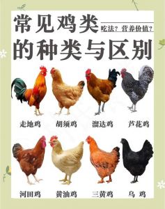 小公鸡和老公鸡吃起来的区别_公鸡嫩滑炖汤，老鸡紧实快炒