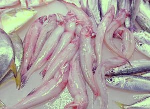 水潺是深海鱼吗_鲜美豆腐鱼，营养又实惠