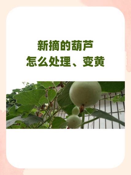 干葫芦都黄了怎么去皮图解_晒脆温水泡，竹片轻刮黄葫芦，小苏打去酸，核桃油保养亮