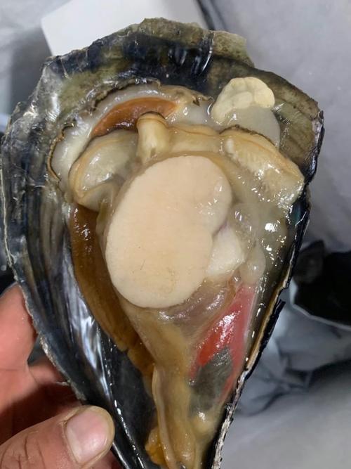 海鲜带子学名叫什么_鲜美高营养，清蒸蒜蓉粉丝蒸皆宜