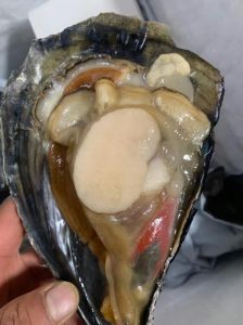 海鲜带子学名叫什么_鲜美高营养，清蒸蒜蓉粉丝蒸皆宜