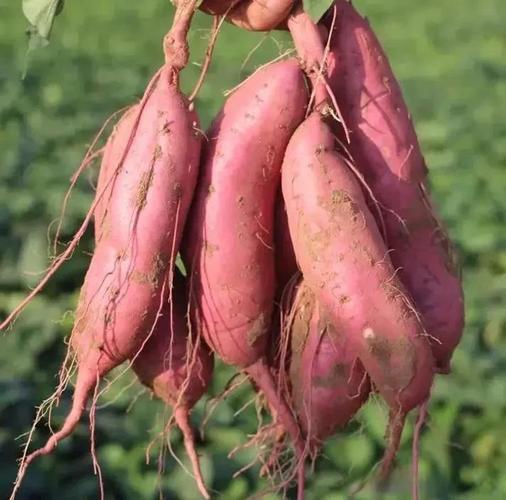 北方为什么把红薯叫地瓜_红薯地瓜虽常混用，却是不同植物，反映地域文化差异