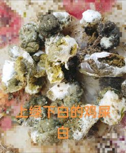 鸡会吃鸡屎是怎么回事_鸡吃粪便怎么办？了解原因巧应对